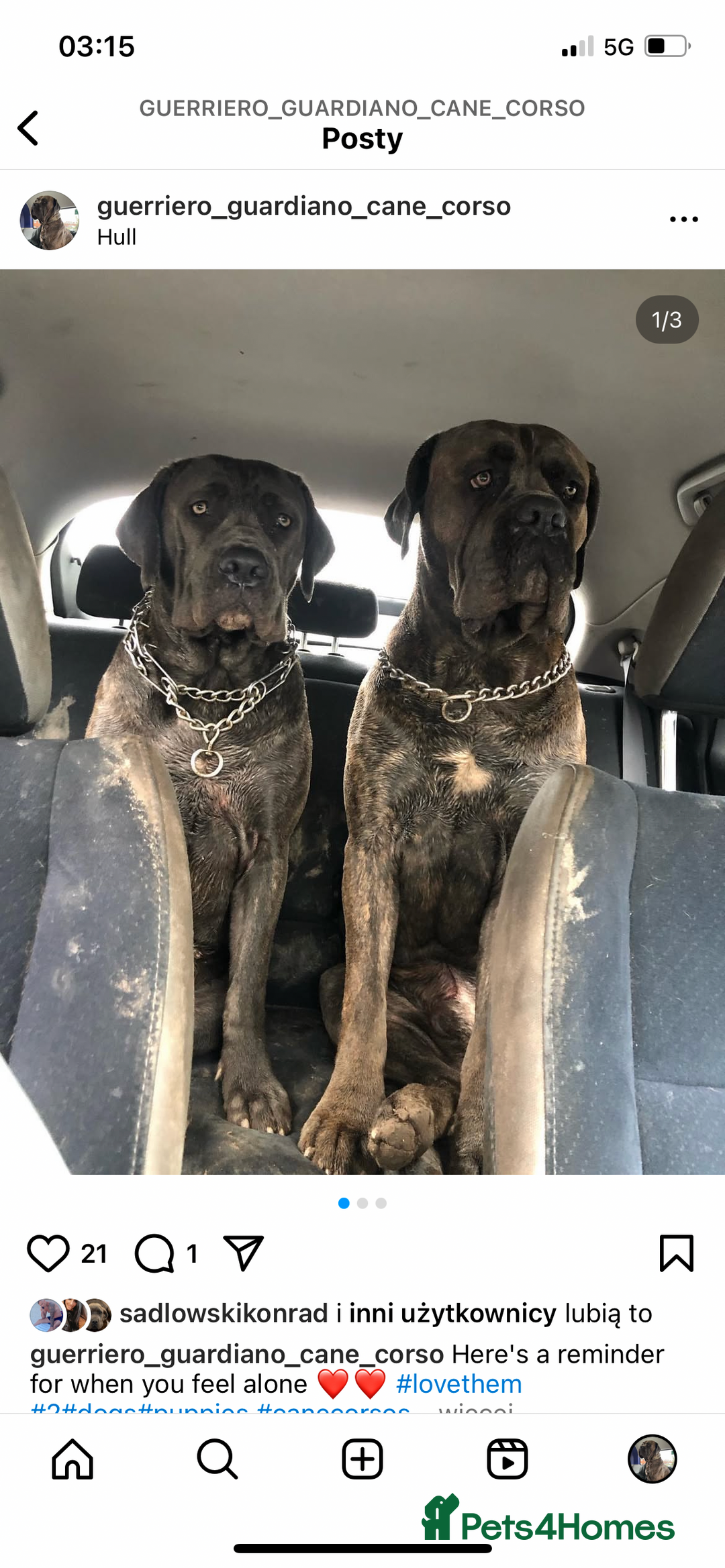 Cane Corso dogs for sale: Cane corso puppies 9 weeks old - Image 28