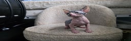 Mixed Breed cats for sale: Adorable Male Kitten – Sphynx x Devon Rex Cross - Advert 11