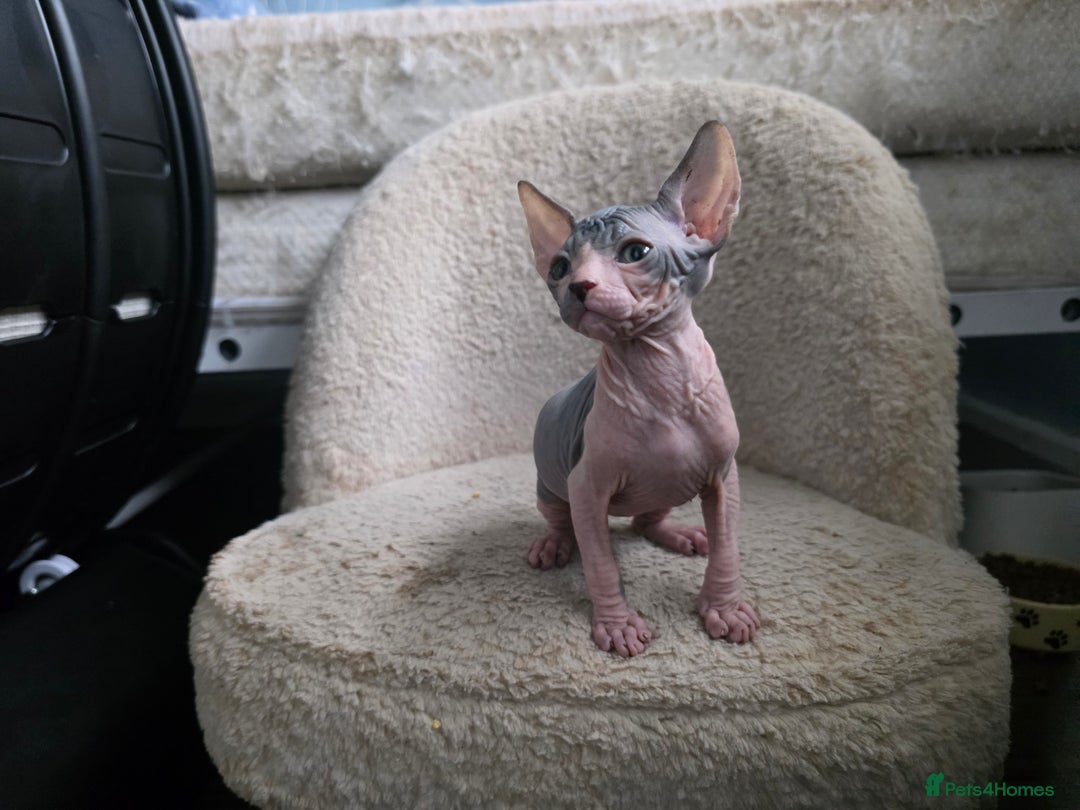 Mixed Breed cats for sale: Adorable Male Kitten – Sphynx x Devon Rex Cross - Advert 11