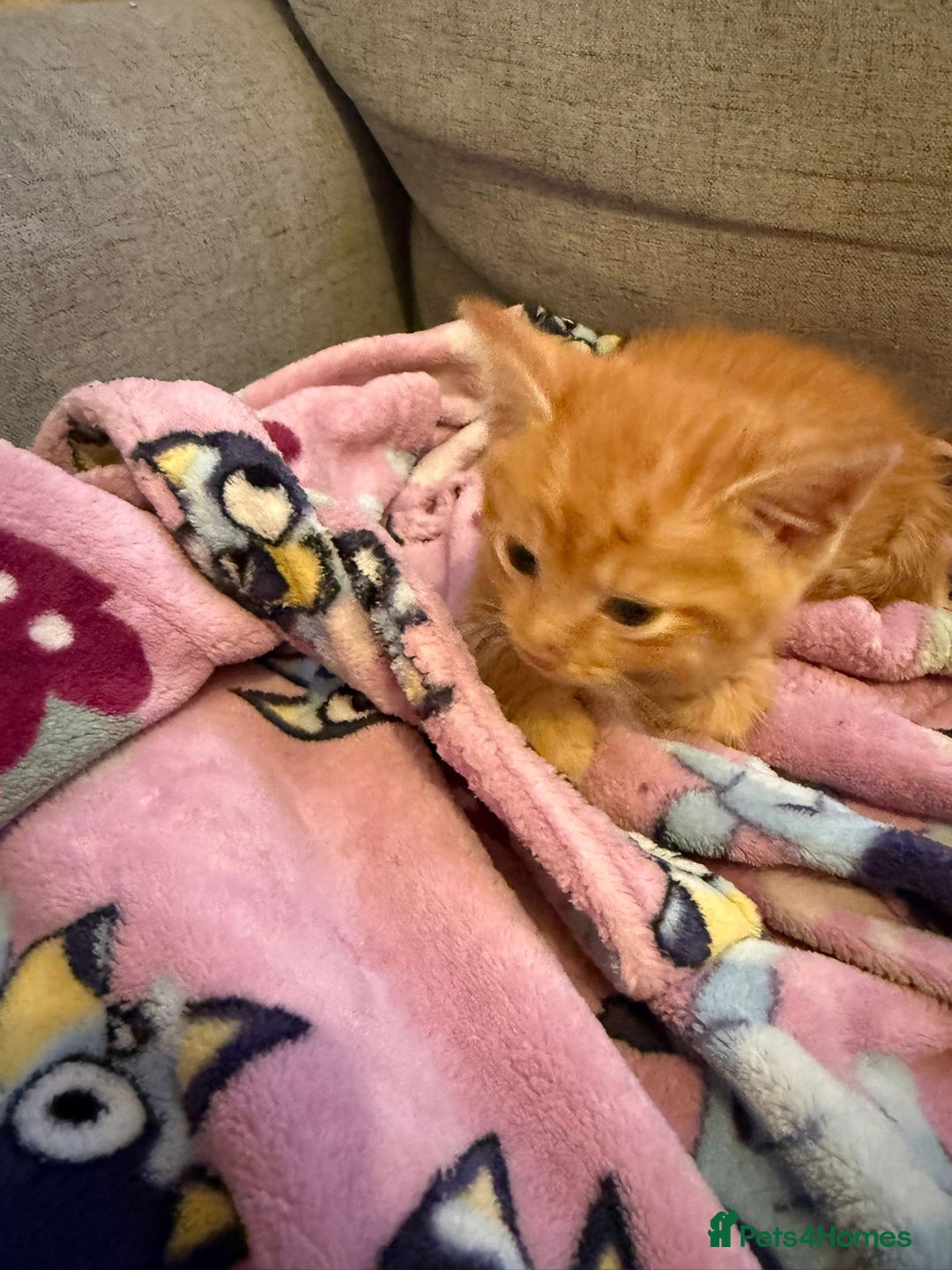 Bengal cats for sale: Full Bengal Kitten and ginger kitten for sale - Image 5