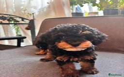 Cavapoo dogs for sale: Miniature cavapoos  - Image 2