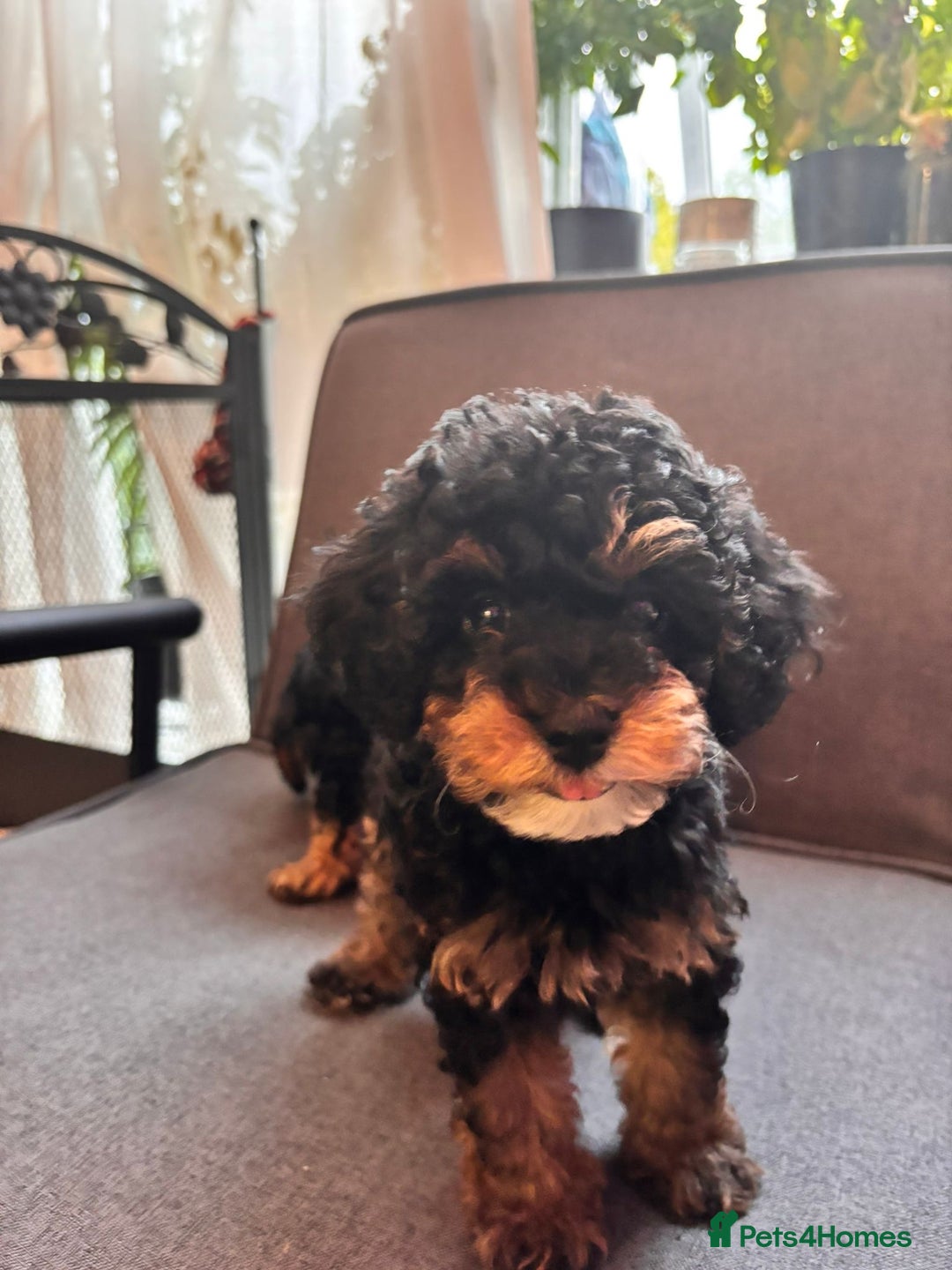 Cavapoo dogs for sale: Miniature cavapoos  - Image 2