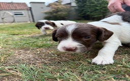 English Springer Spaniel dogs for sale: 2 Lovely Male Springer Spaniels - Image 37