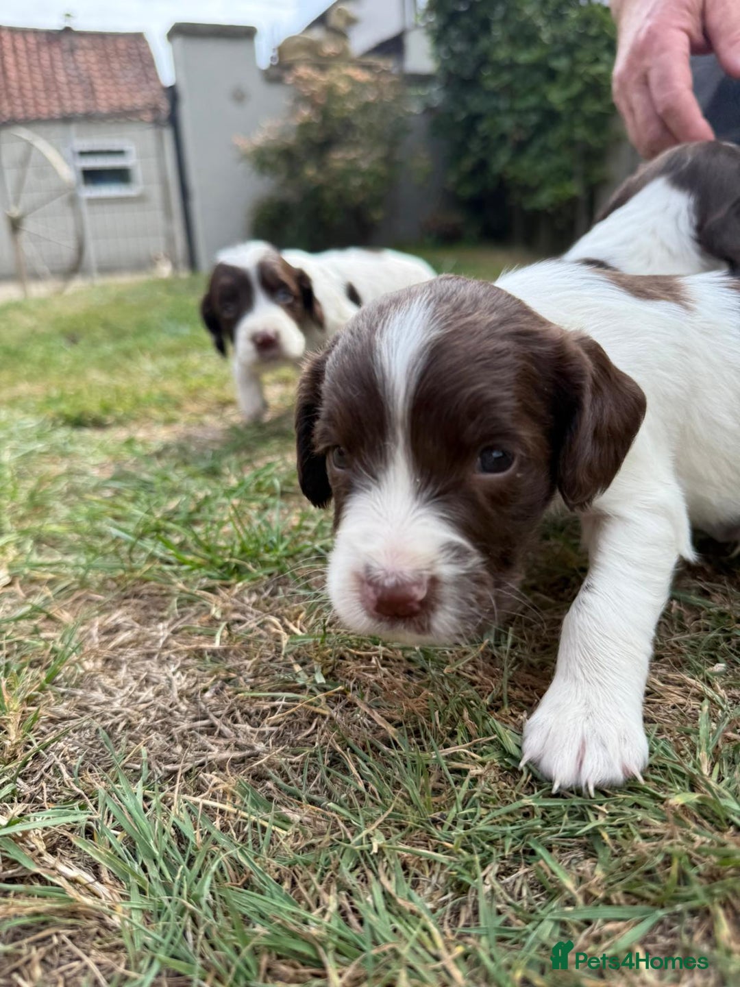 English Springer Spaniel dogs for sale: 2 Lovely Male Springer Spaniels - Image 37