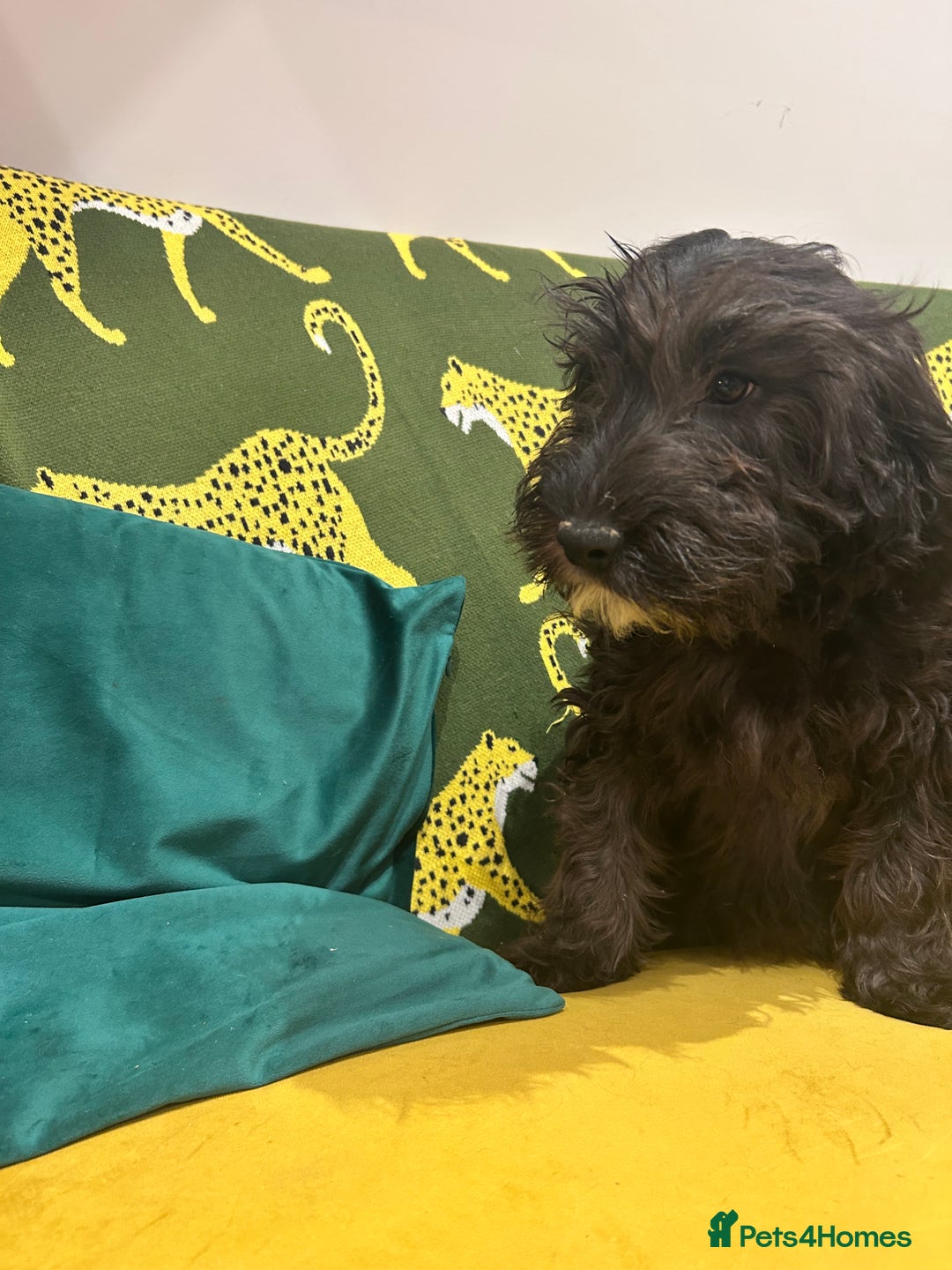 Cockapoo dogs for sale: Beautiful boy  - Advert 4