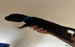 Rottweiler dogs for sale: Rottweiler puppies  - Image 6