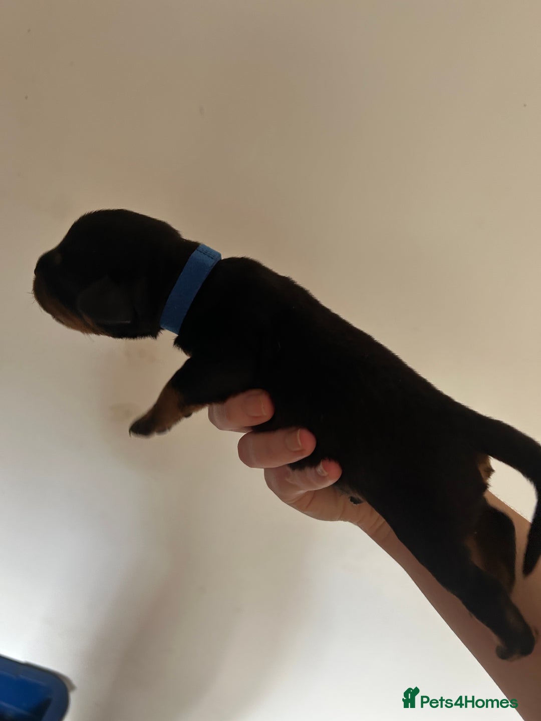 Rottweiler dogs for sale: Rottweiler puppies  - Image 6