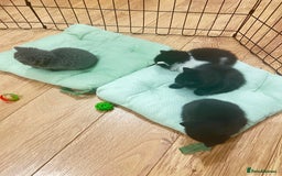 Mixed Breed cats for sale: Beautiful mixed bread kittens  - Image 11