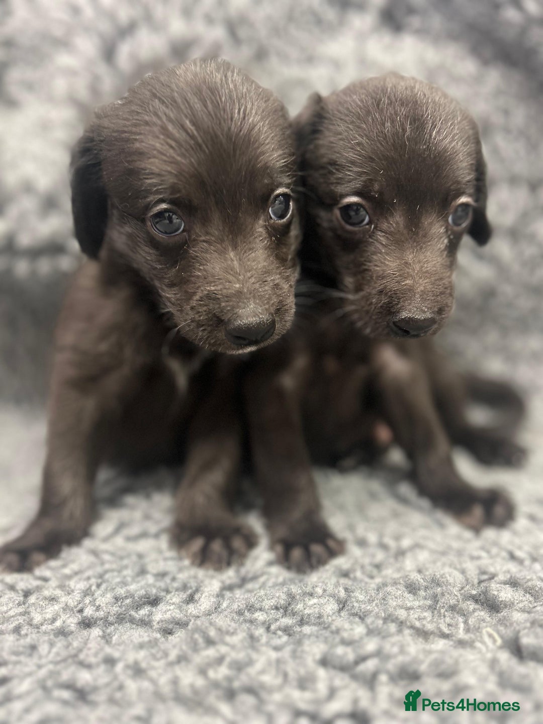 Mixed Breed dogs for sale: GENUINE BEDDY WHIPPETS 2 BOYS LEFT - Advert 19