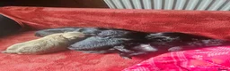 Shih Tzu dogs for sale: Shi tzu puppy's  - Advert 5