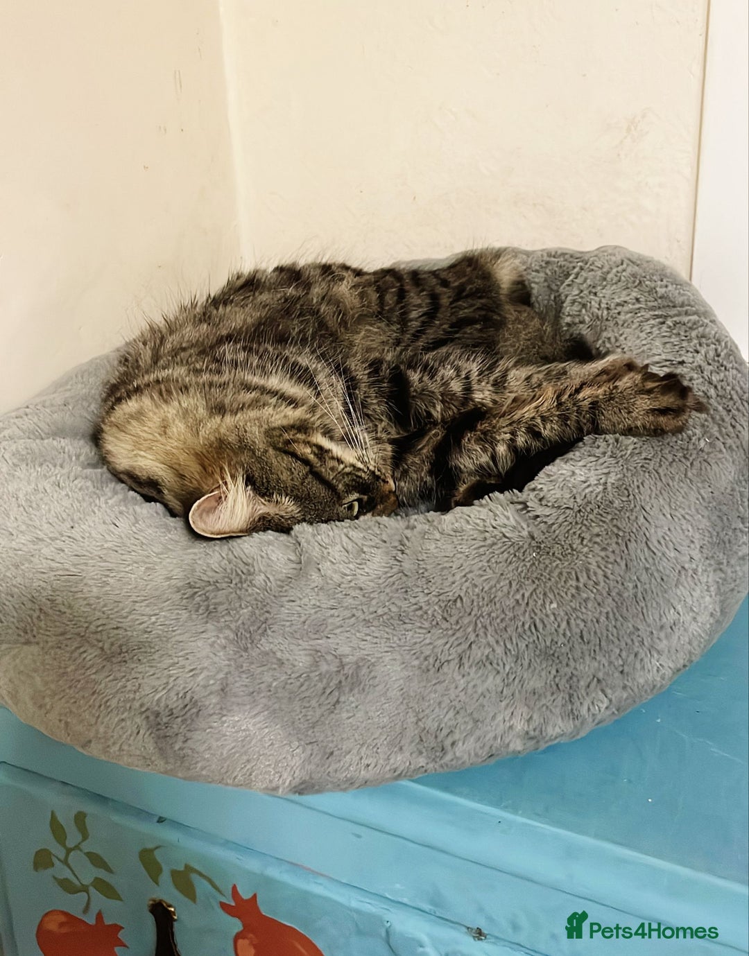 Domestic Shorthair cats for adoption: Fitz, 18 month old male neutered  - Advert 5