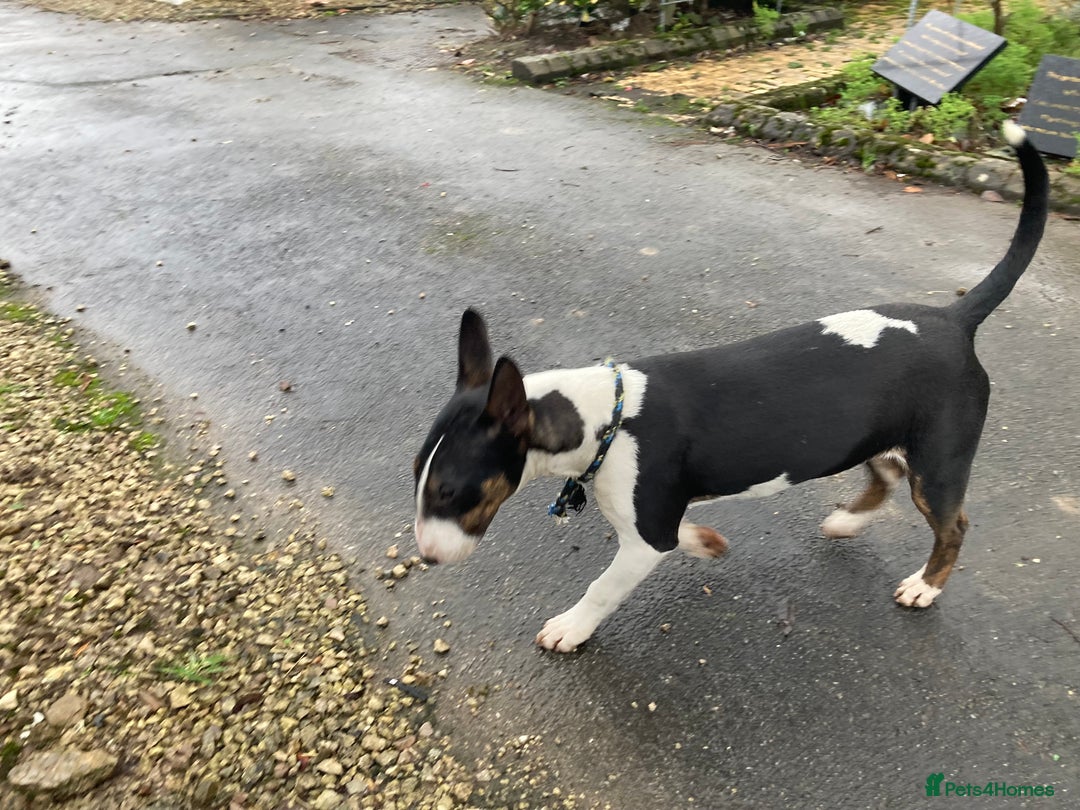 English Bull Terrier dogs for sale: English Bull Terrier Brindle - Advert 2