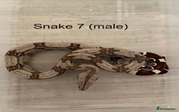 Boa Snake reptiles for sale: ✨ Captive-Bred Suriname Red- Tailed Boas (BCC) ✨ - Advert 3