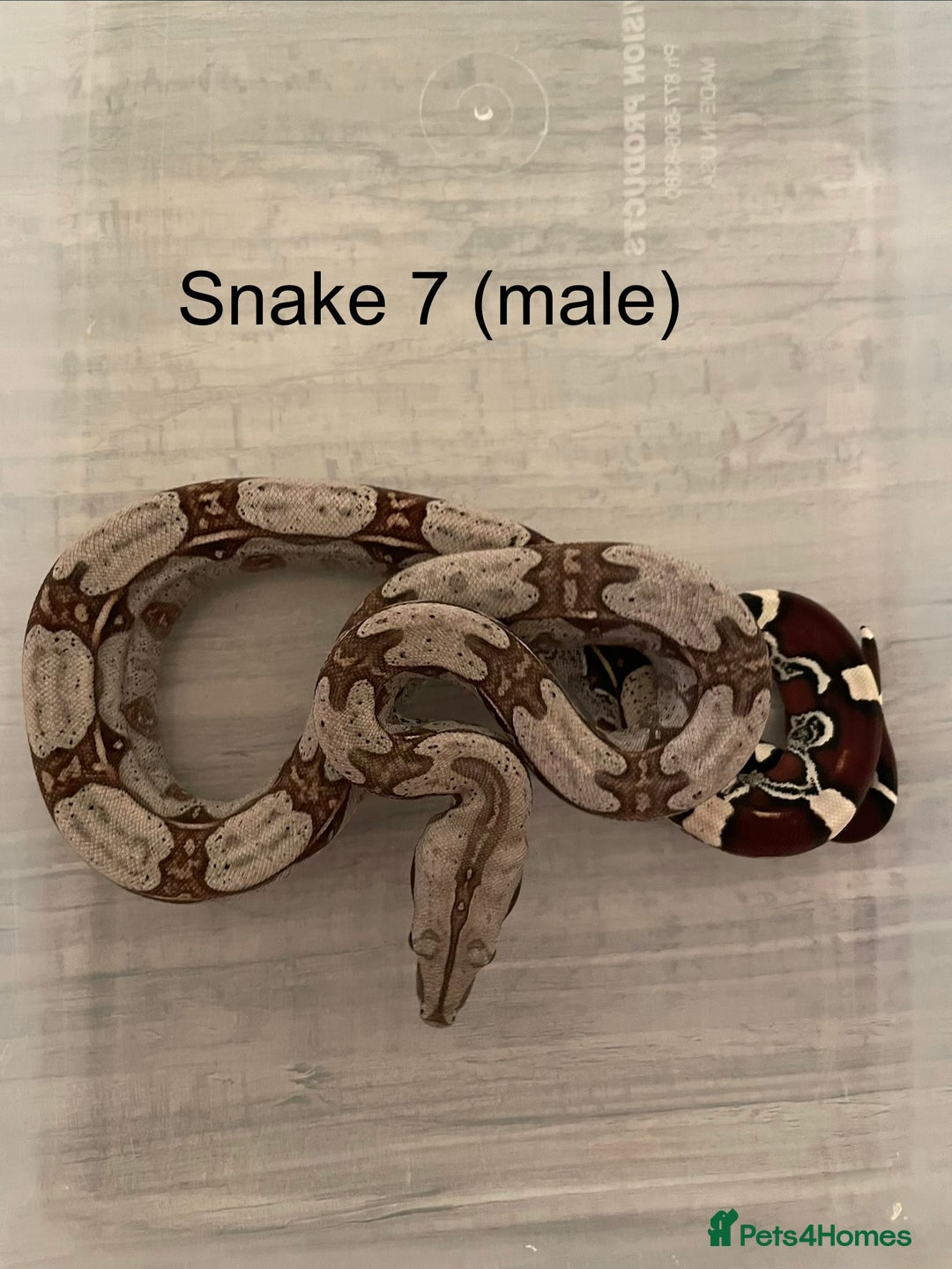 Boa Snake reptiles for sale: ✨ Captive-Bred Suriname Red- Tailed Boas (BCC) ✨ - Advert 3
