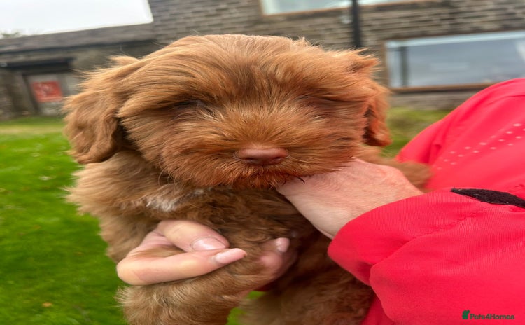 Labradoodle dogs - Advert 1