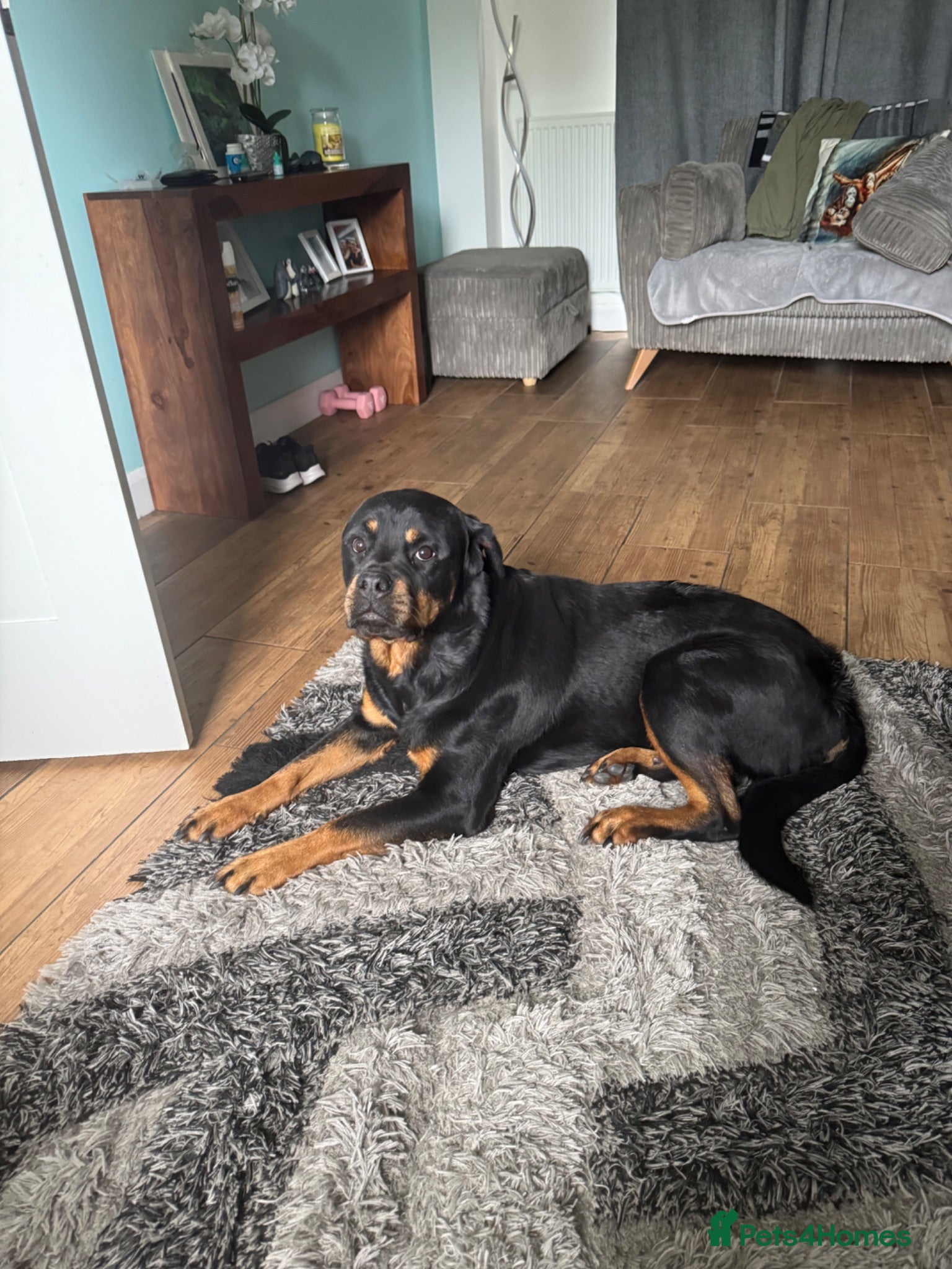 Rottweiler dogs Tess Needs A Home - Advert 9