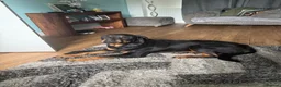 Rottweiler dogs for sale: Tess Needs A Home - Advert 1