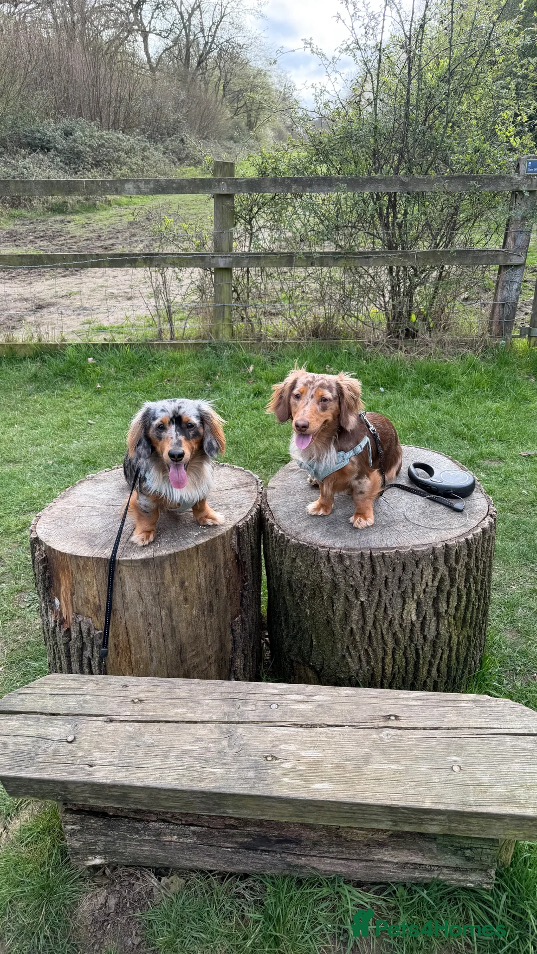 Miniature Dachshund dogs for stud: Rolo & Milo  in Bishop's Stortford - Advert 2