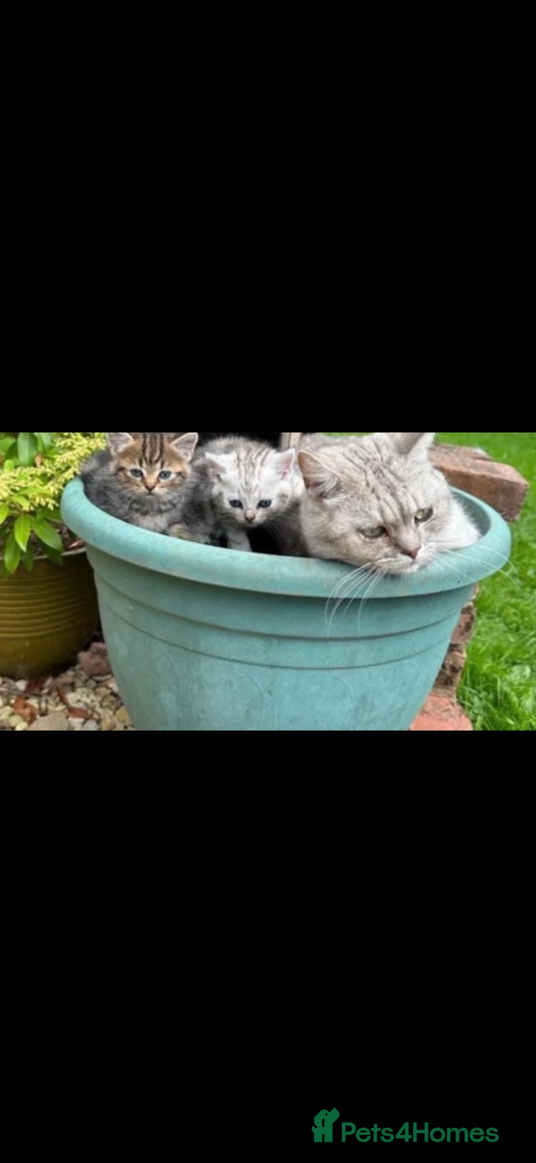 Mixed Breed cats for sale: Stunning kittens for sale  - Advert 2
