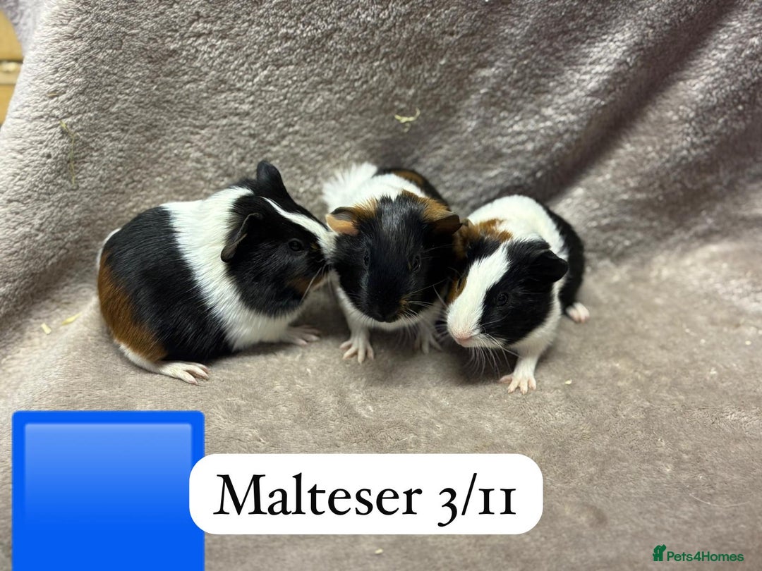 Guinea Pig rodents for sale: Gorgeous baby male guinea pigs ready soon - Advert 8