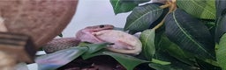 Corn Snake reptiles for sale: Corn snake with equipment  - Advert 7