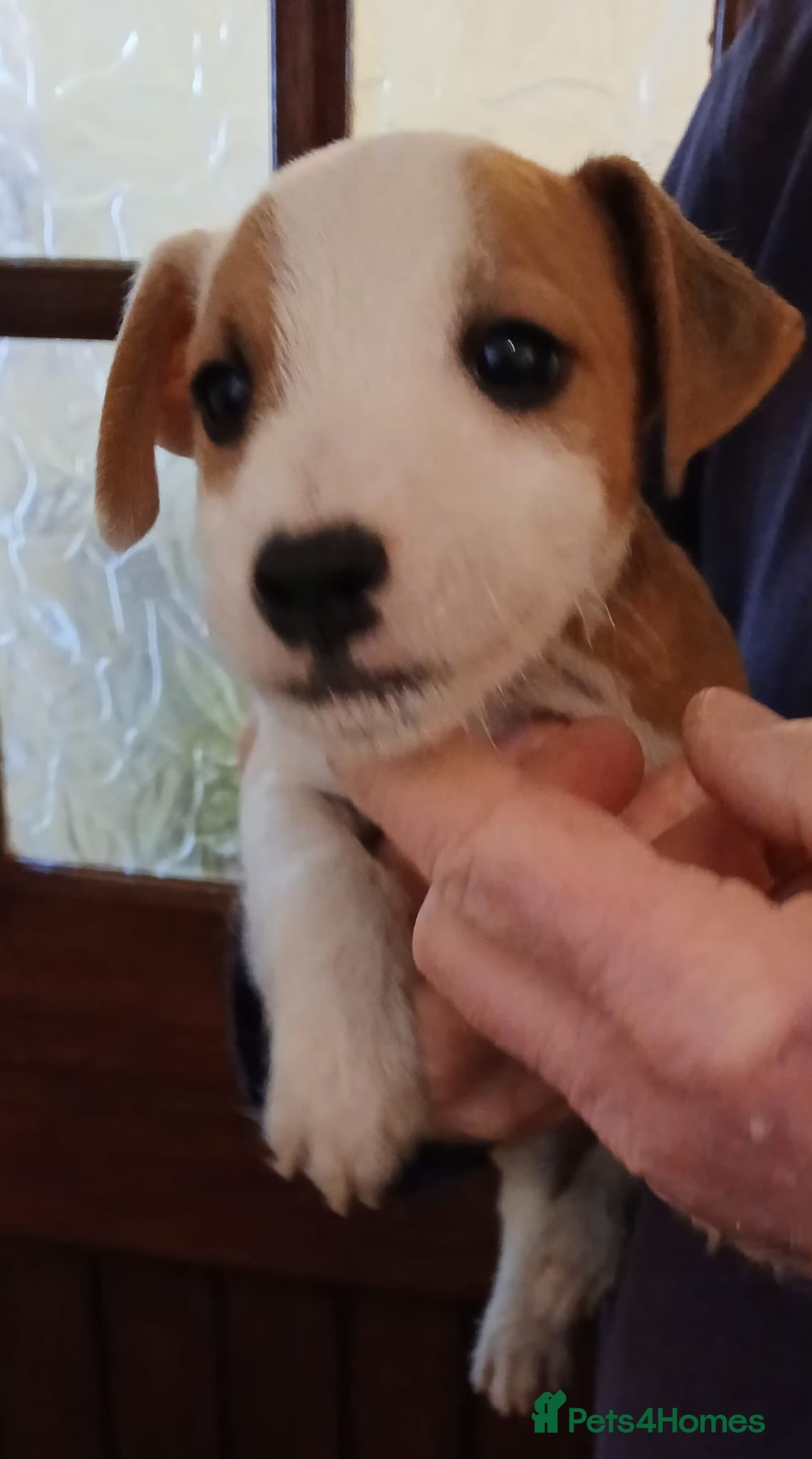 Jack Russell dogs Jack Russell  puppies - Advert 11