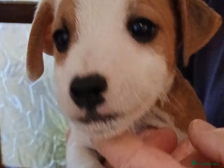 Jack Russell dogs Jack Russell puppies - Advert 7