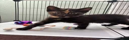 Mixed Breed cats for sale: Kittens  - Advert 4