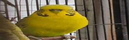 Budgerigars birds for sale: For Breeders only - Advert 9