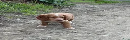 Cocker Spaniel dogs for sale: Working Cocker Spaniels - Advert 3