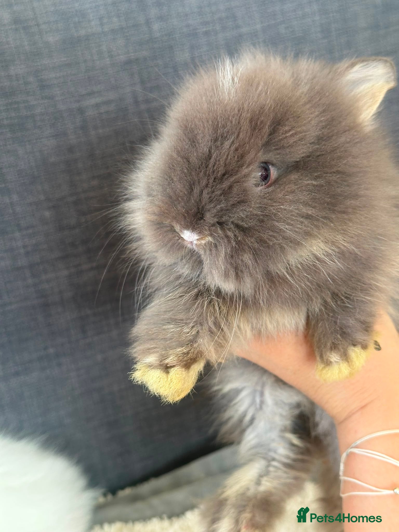 Lionhead rabbits Beautiful Baby Lionhead Bunnies  - Advert 1