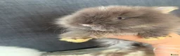 Lionhead rabbits for sale: Beautiful Baby Lionhead Bunnies  - Advert 3