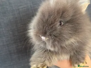 Lionhead rabbits Beautiful Baby Lionhead Bunnies - Advert 1