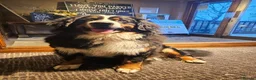 Bernese Mountain Dog dogs for sale: 🐾 Seven Beautiful Bernese Mountain Dog Puppies. - Advert 15