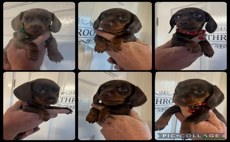 Miniature Dachshund dogs - Advert 5