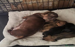 Dachshund dogs for sale: Adorable Mini Dachshund Puppies for Loving Homes.  - Image 5