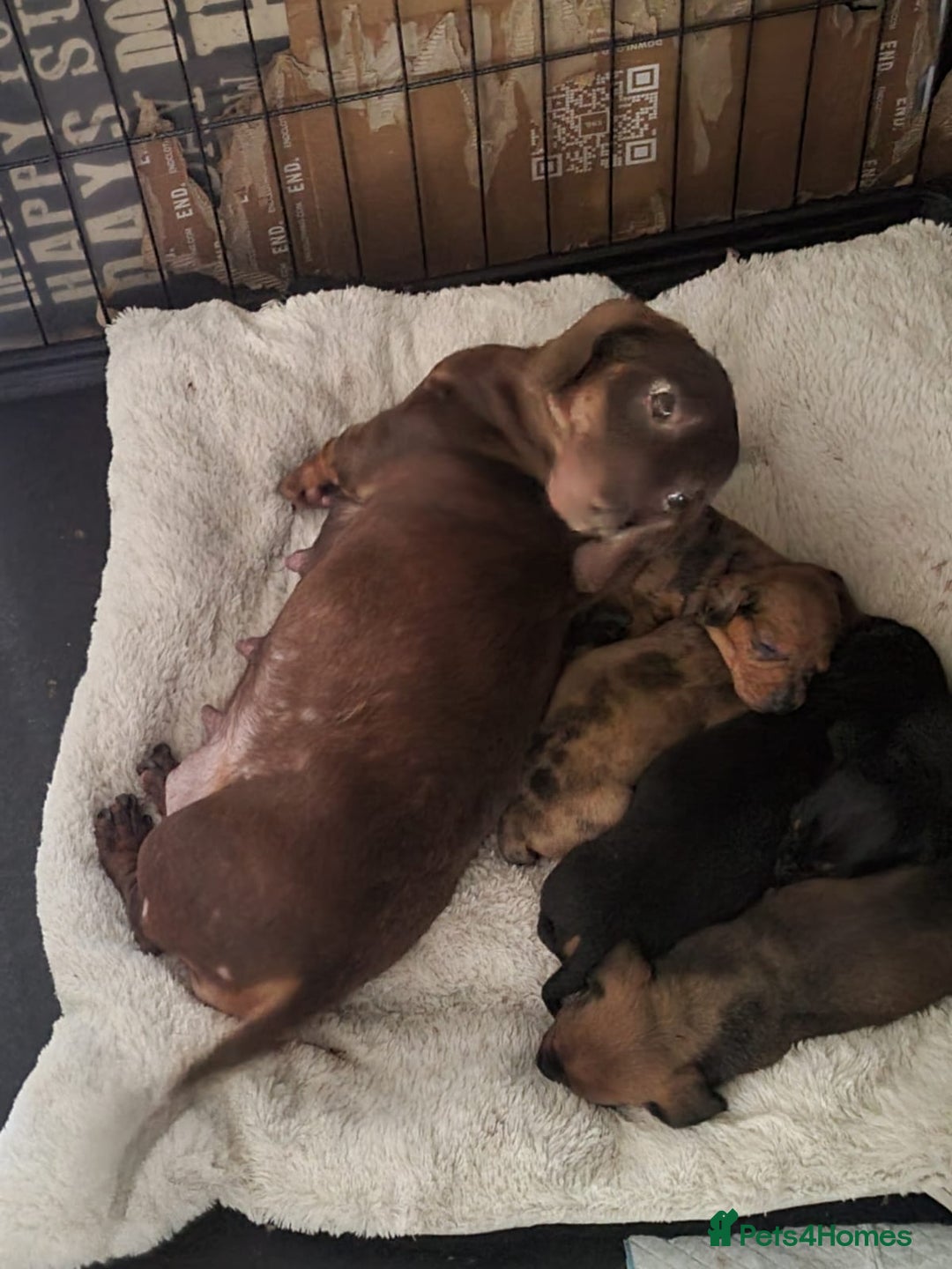 Dachshund dogs for sale: Adorable Mini Dachshund Puppies for Loving Homes.  - Image 5