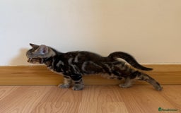 Mixed Breed cats for sale: Kitten looking for a loving home - Image 7