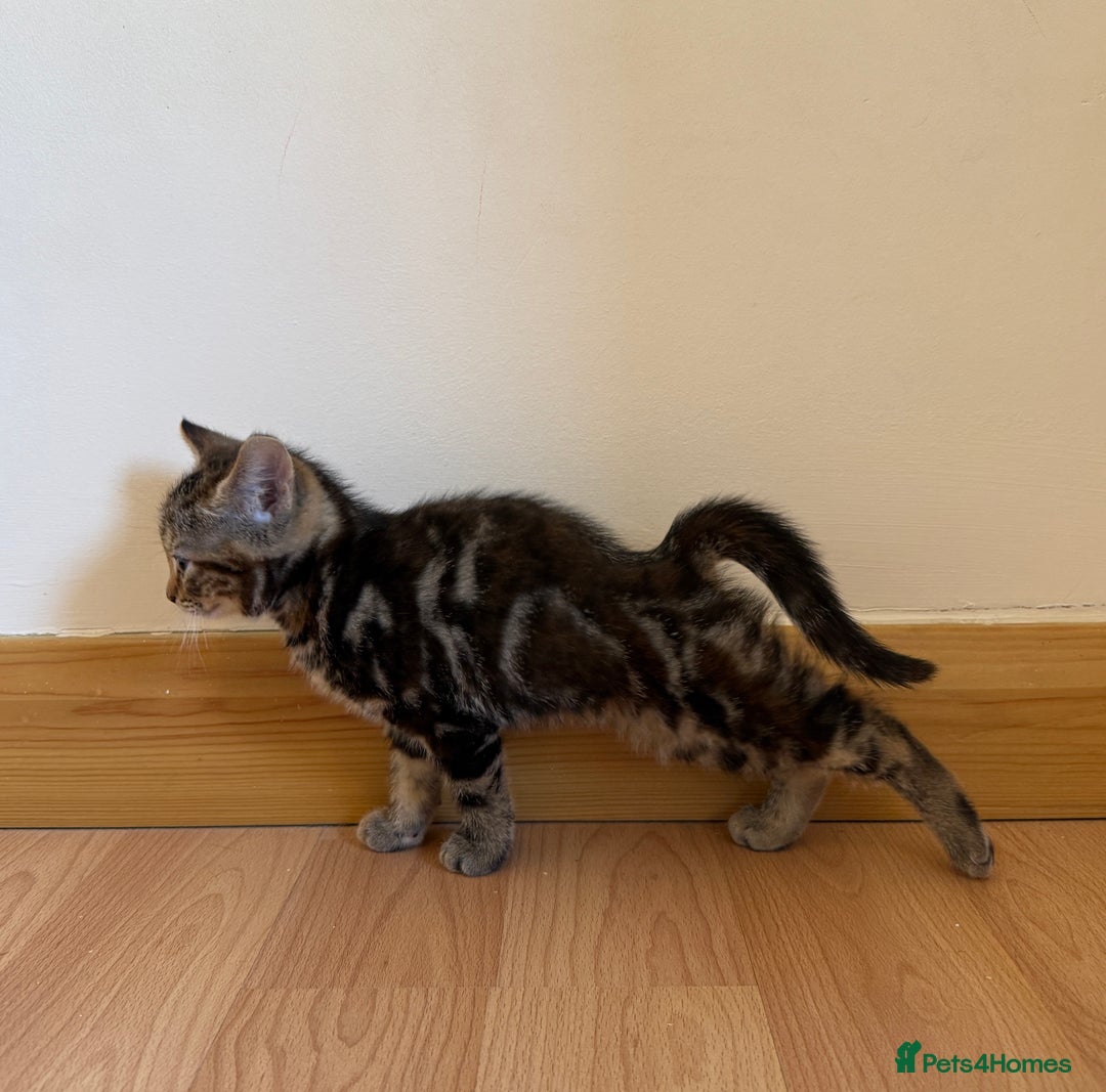 Mixed Breed cats for sale: Kitten looking for a loving home - Image 7