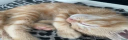 Mixed Breed cats for sale: 3 Beautiful Ginger Mix Siamese Boys Ready Now in Sutton-in-Ashfield - Advert 14