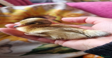 Ducks poultry - Advert 2