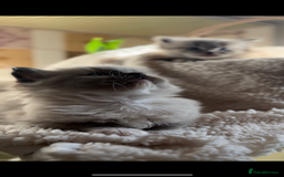 Ragdoll cats for sale: 🌟TICA🌟Champion Ragdoll🏆🏆🏆 - Image 7