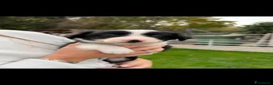 Border Collie 3