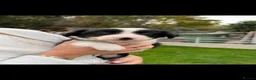 Border Collie dogs for sale: Border Collie Pups - Advert 10