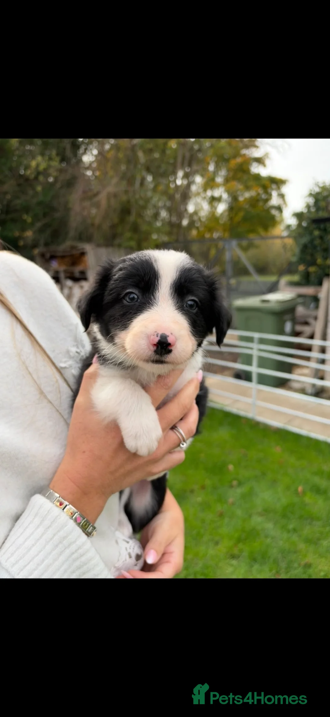 Border Collie dogs for sale: Border Collie Pups - Advert 10