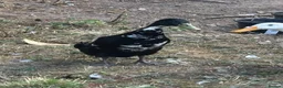 Ducks poultry for sale: Indian runner drake  in Ellesmere - Advert 1