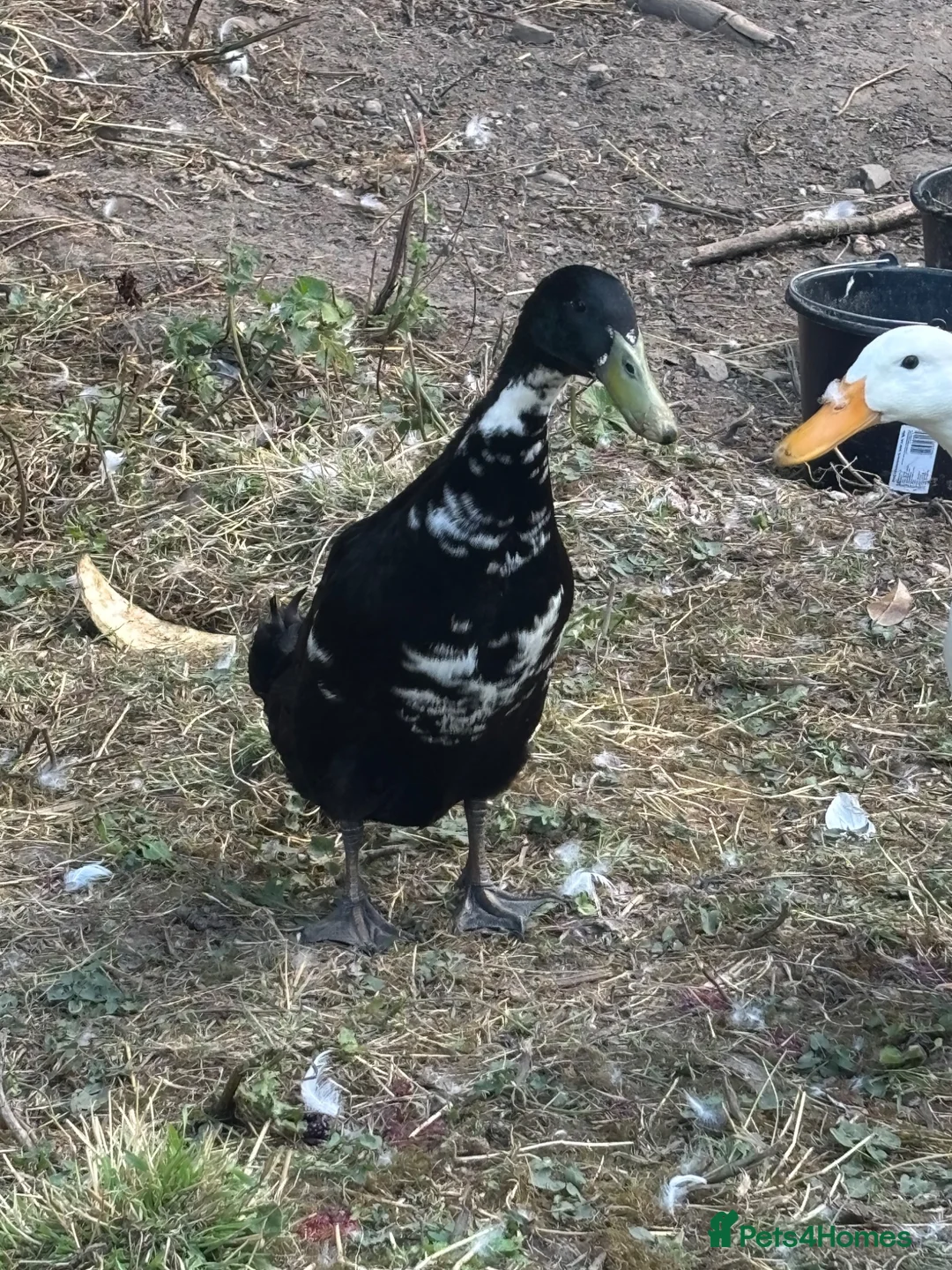 Ducks poultry for sale: Indian runner drake  in Ellesmere - Advert 1