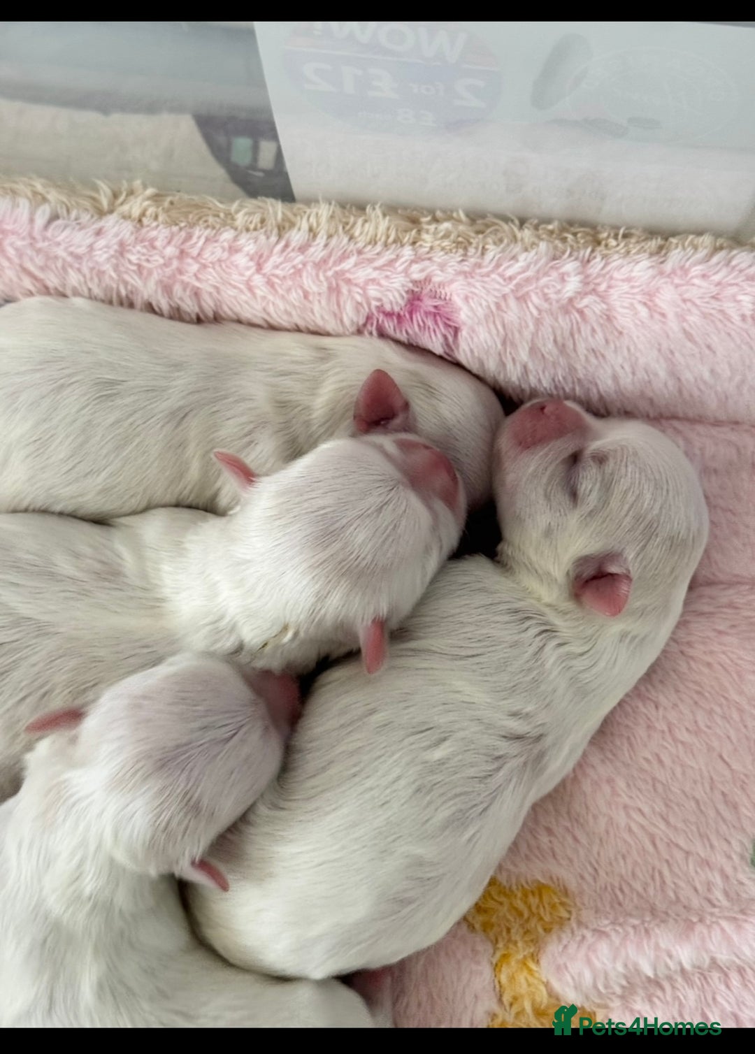 Maltese dogs for sale: Outstanding Quality Tiny  Maltese  - Advert 21