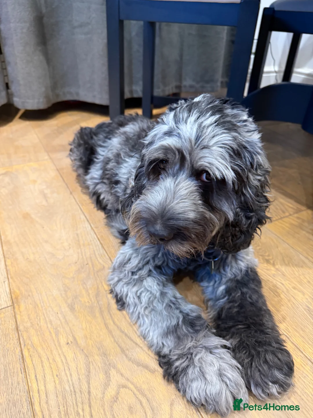 Cockapoo dogs for sale: Beautiful F2 cockapoo pups - Advert 1