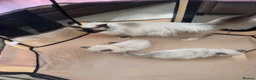 Ragdoll cats for sale: Ragdoll seal point kittens - Advert 1